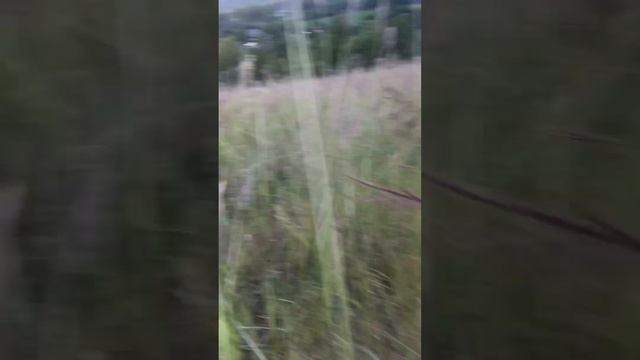 Мы у бабушки в огороде(25.09.2022) смотреть онлайн