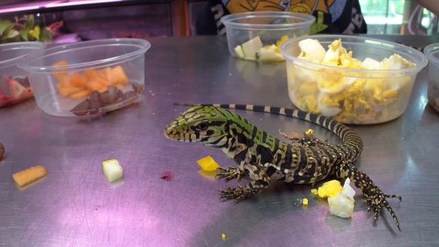What will our baby Tegus Eat first? Tegu Buffet смотреть онлайн