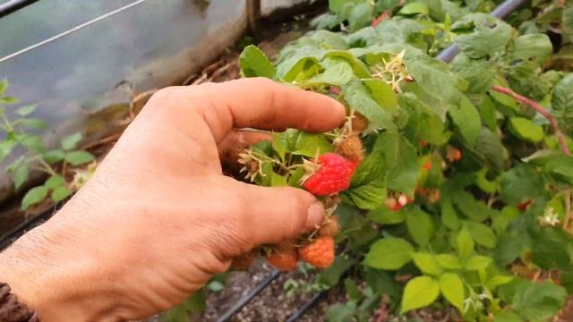 Вот такая малина зимой на Кубани Ремонтантная малина в теплице. смотреть онлайн