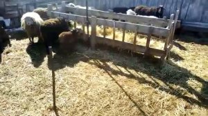 Что делать? если овца(первокотка)не принимает ягненка.