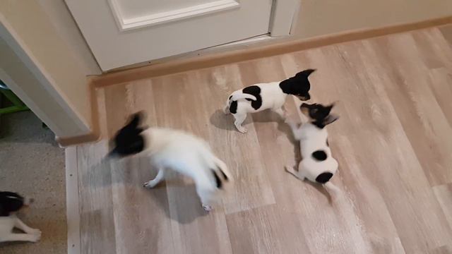 K-litter of Toy fox terriers in Terra Baltika kennel смотреть онлайн
