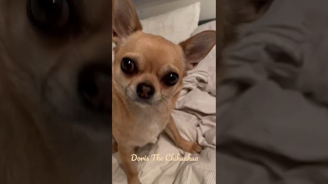 A meme of Doris. #meme #memes #chihuahua #dog #funny смотреть онлайн