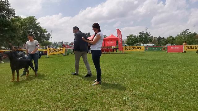 European Doberman - Kairos de Grande Vinko - HDK 2019 смотреть онлайн