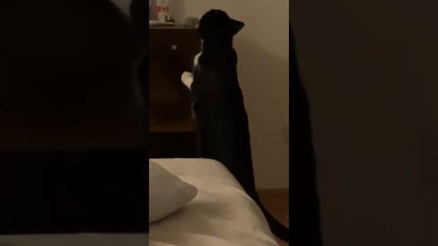 котик Стрельчонок зовет свою игрушку Моль. Приветик из дома от выпускника нашего приюта. Петербург смотреть онлайн