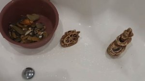 Как избавиться от зелени в аквариуме на камнях. как избавиться от зелени на декорациях