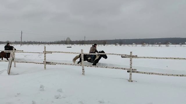 Центр Башкирская лошадь Башкортостан Башкирия