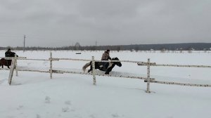 Центр Башкирская лошадь Башкортостан Башкирия