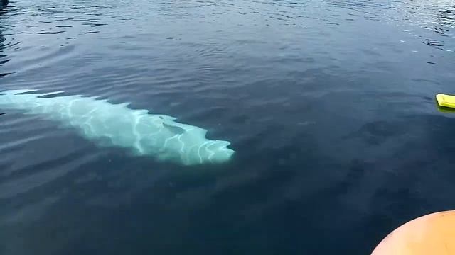 White Whale Hvaldimir In Hammerfest