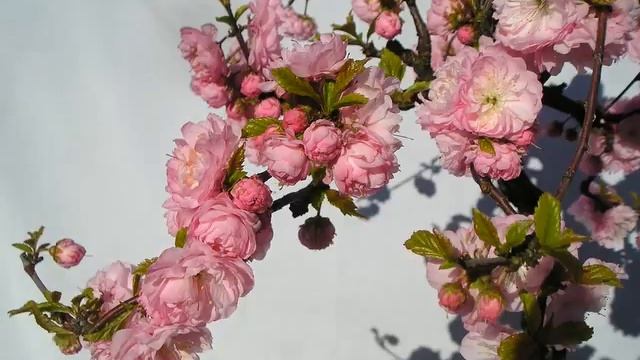 Prunus triloba multiplex/ babarózsa - Hirth Bonsai Center смотреть онлайн