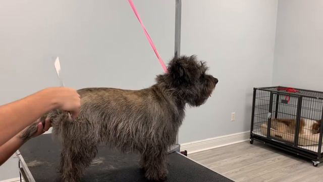 🐾🐶Cairn Terrier Hand stripping, modified pet trim/ Grooming a Cairn Terrier.🐾🐶 смотреть онлайн