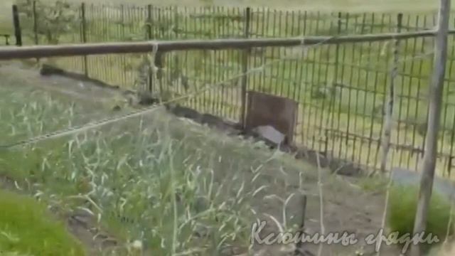 О ШПАЛЕРАХ смотреть онлайн