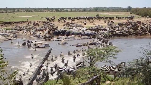Смертельная переправа. Миграция Антилоп Гну и Зебр через реку в Африке смотреть онлайн