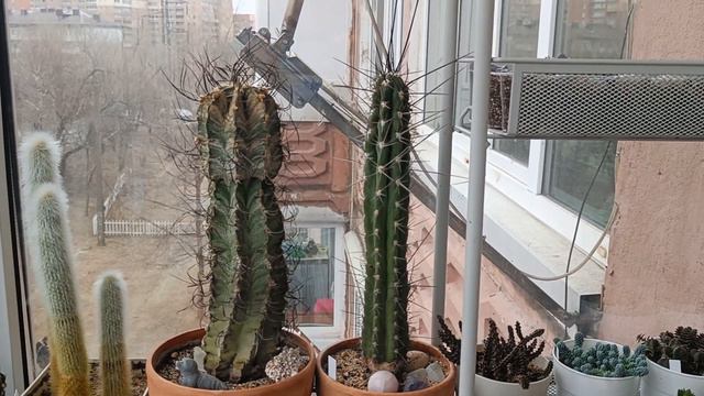 Про цветы, трусы, культуру смотреть онлайн