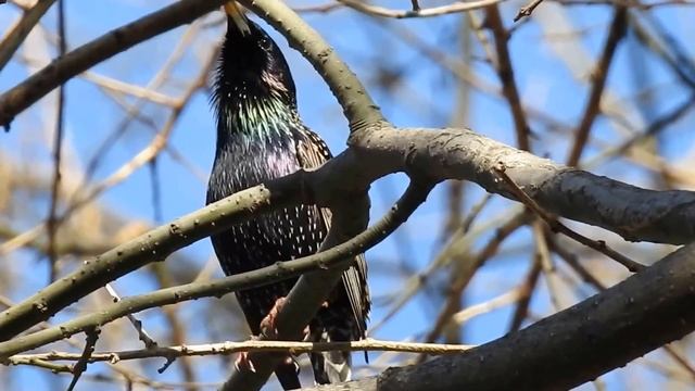 Обикновен скорец / Sturnus vulgaris смотреть онлайн