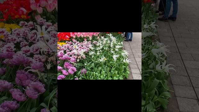 Прогулка по знаменитому парку Keukenhof ( Нидерланды) #нидерланды #тюльпаны #прогулка #путишествие