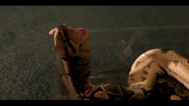 Ball Python and Red Tail Boa Eating смотреть онлайн