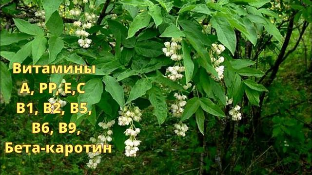Клекачка колхидская или Джонджоли. Лекарственные растения. Народная медицина.