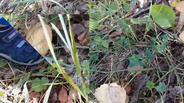 Поход за грибами. Тихая охота. Новокузнецкий район Кемеровской обл. смотреть онлайн