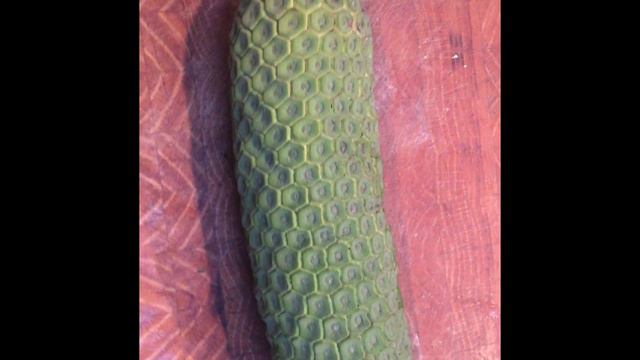 The Monstera Deliciosa a.k.a. Dragon Corn смотреть онлайн