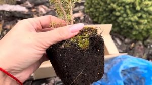 КУПИЛА ЁЛКУ НА ВАЙЛДБЕРИС ? ОБЗОР САЖЕНЦА ? Ель сербская Цукерхут