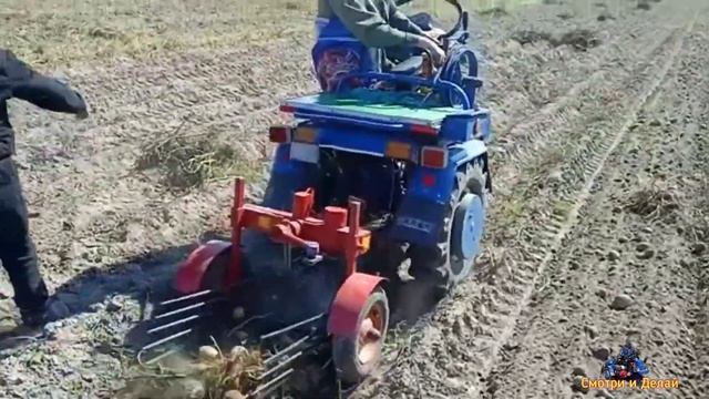 Как копать картофель легко, с помощью мотоблока МТЗ БЕЛАРУС. Урожай 2021 смотреть онлайн