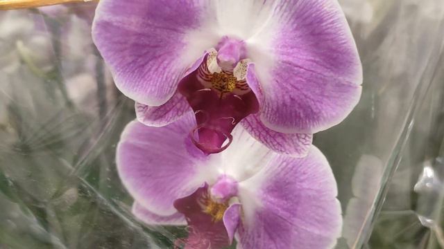 №260/ Осеннее ШОУ Хризантем в БАУЦЕНТРЕ и любимые ОРХИДЕИ смотреть онлайн