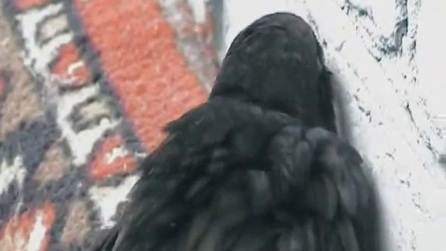 Стриж выздоравливает смотреть онлайн