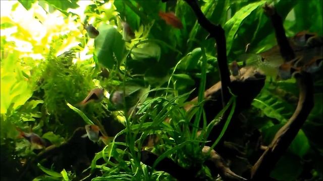 Reproduction Trigonostigma heteromorpha (rasbora arlequin) смотреть онлайн