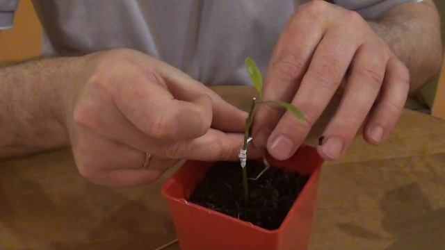 Мандарин с зубочистку толщиной тоже можно привить смотреть онлайн