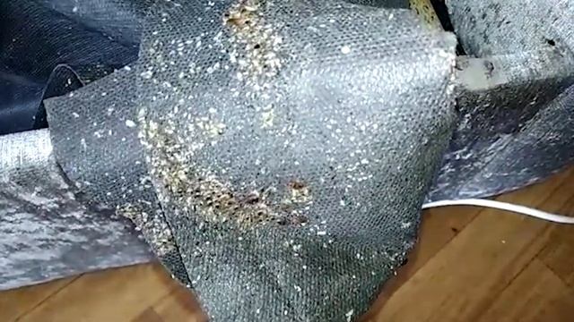 Как быстро размножаются клопы в квартире? смотреть онлайн