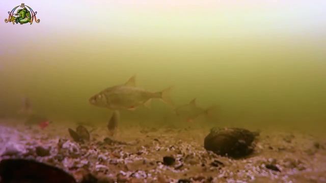 При каком давлении клюет рыба смотреть онлайн