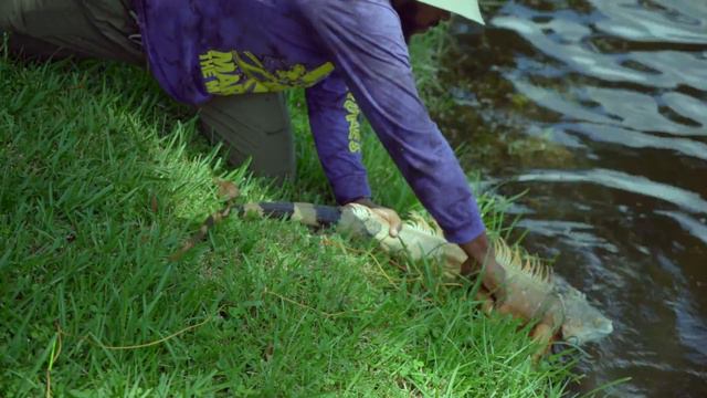 New Florida State Record iguana Caught!! How Big is He?!?! смотреть онлайн