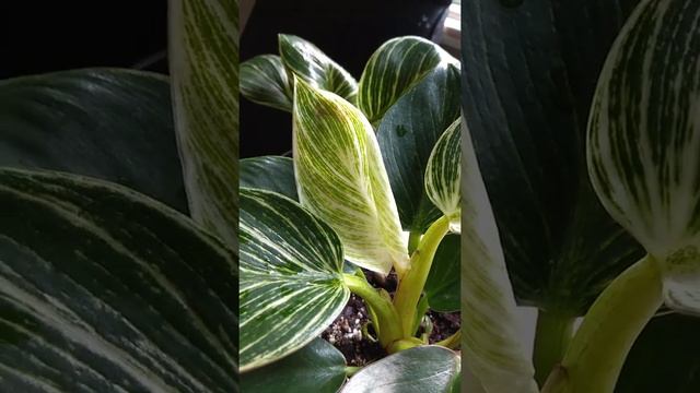 Филодендрон Биркин смотреть онлайн