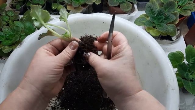 Как обновить и разделить фиалку? смотреть онлайн