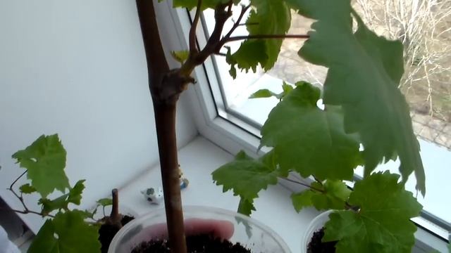 Когда начинать окоренять черенки смотреть онлайн