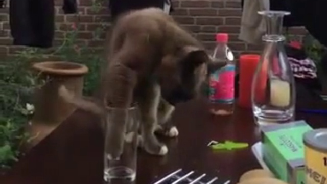 Хозяйка подшутила над котом смотреть онлайн