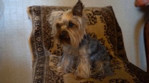 САЛОН КРАСОТЫ ДЛЯ ПРИНЦЕСС ! ВОЛШЕБНОЕ ПРЕВРАЩЕНИЕ для ДЕВОЧЕК! КОШКА МУРКА как НАСТОЯЩАЯ ПРИНЦЕССА