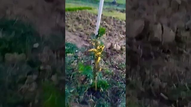 Посадил Мимозу. смотреть онлайн