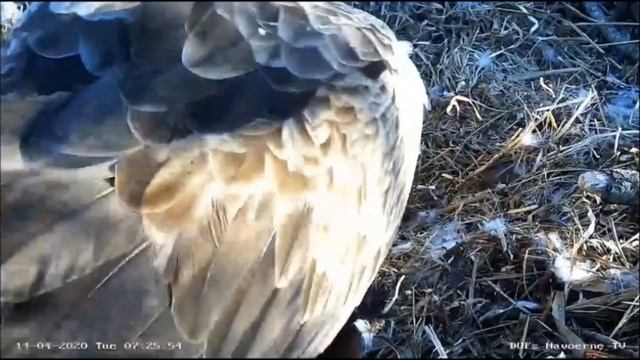 Орлан Дания 14042020 птенец смотреть онлайн