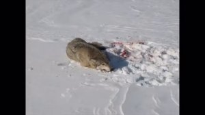 Владимир Высоцкий Идёт охота на волков mpg