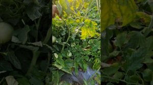 Помидоры сорт Пинк Буш от Сокаты