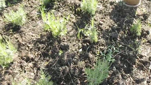 Все о лаванде. Лаванда, Вейгела, Вербена " Нана пурпурная" смотреть онлайн