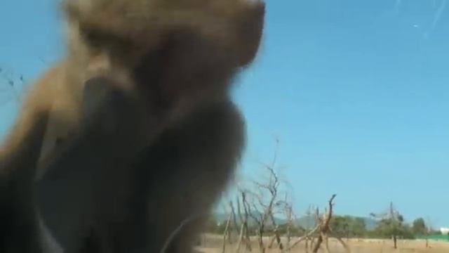 Zoo Safari. Park Safari zoo Mallorca смотреть онлайн