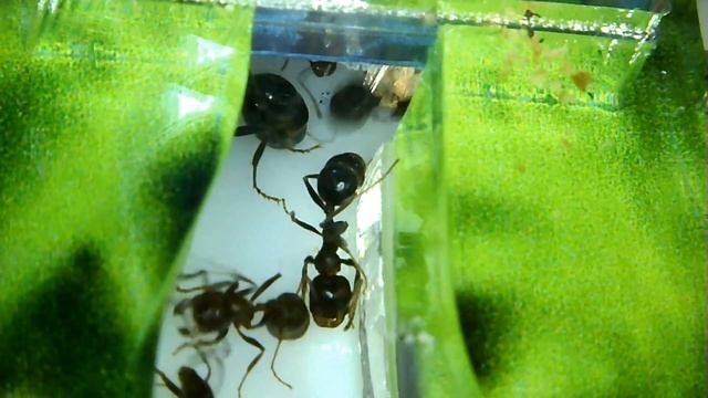 Содержание муравьев-жнецов (Messor Structor) в домашних условиях и уход за ними смотреть онлайн
