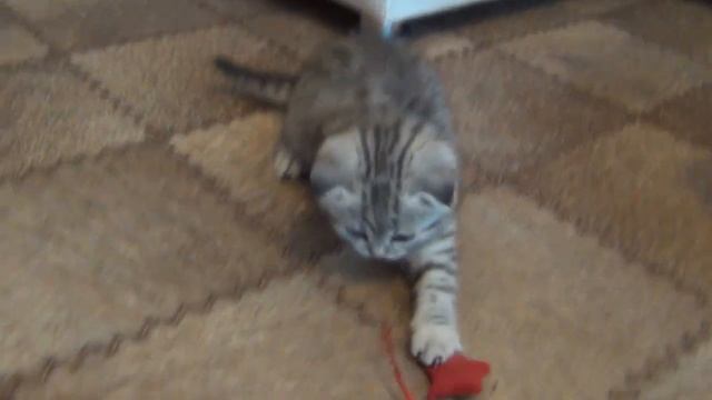 Скоттиш-фолд шикарный вислоухий котенок смотреть онлайн