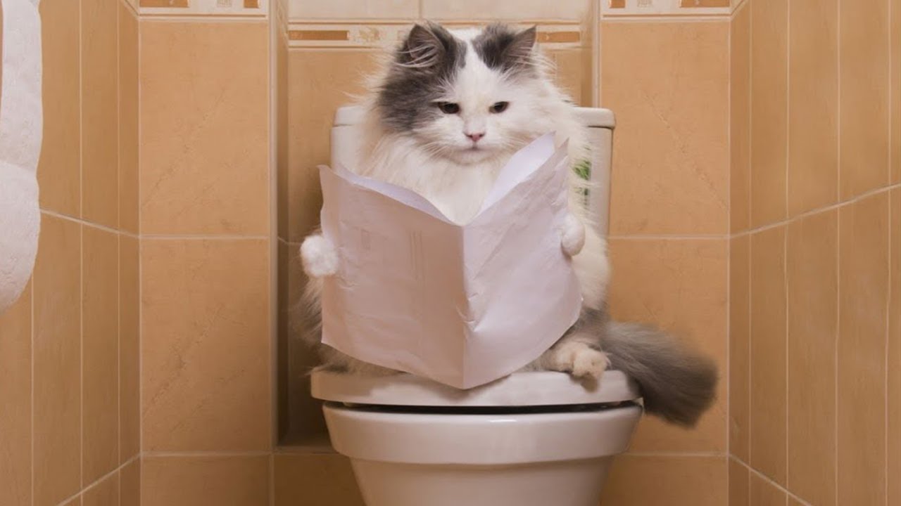 Я РЖАЛ ЦЕЛЫЙ ЧАС?ПОДБОРКА СМЕШНЫХ КОТОВ И СОБАК ДЛЯ ХОРОШЕГО НАСТРОЕНИЯ? #32 смотреть онлайн