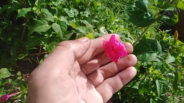 Mirabilis Jalapa || Four O'clocks Plant || Ye Plant 4pm Ko Flower Open Krta HaiKitchen Gardening смотреть онлайн