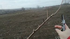 Пальметта. Формируем крону.  Закладываем второй ярус.