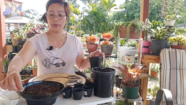 GRAPTO PURPLE DELIGHT | SNOW WHITE | CUTTING & LEAF PROPAGATION | by: KABAYAN AMOR смотреть онлайн