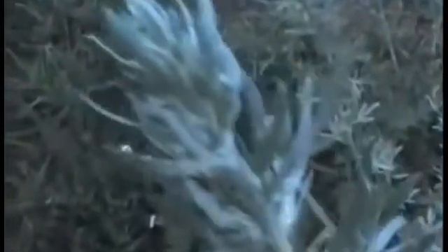 Полынь трава горькая. Лечение полынью. смотреть онлайн